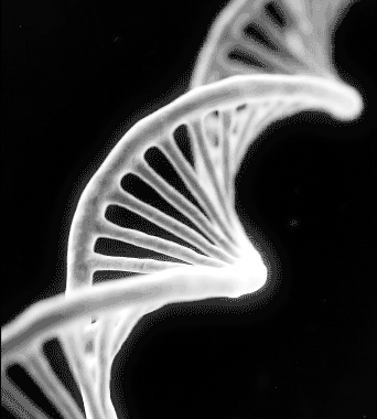 Genetics