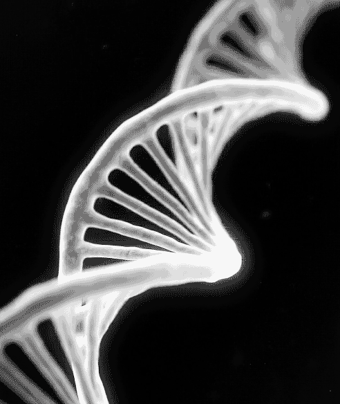 Genetics